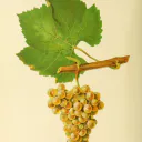 BlancDeBlancs