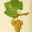 Photo de profil de BlancDeBlancs