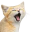 Photo de profil de Desertin