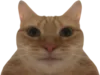 :chat-mirroir: