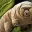 Photo de profil de LegoTardigrade