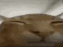 :Chaton_Explosion:
