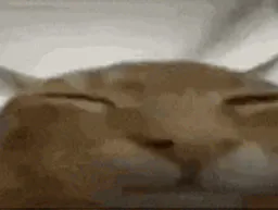 :Chaton_Explosion:
