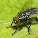 Zebilamouche