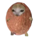:Chacoco: