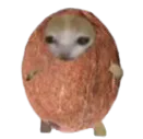 :Chacoco: