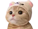 :Chat_bonnet: