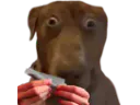 :Teddi-roule: