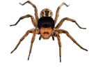 :araignee_pill: