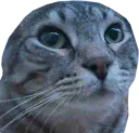 :CS_Chauve:
