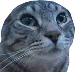 :CS_Chauve: