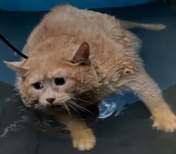 :chat-trauma: