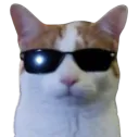 :Chat_cool_lunettes_: