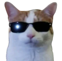 :Chat_cool_lunettes_: