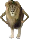 :Lion: