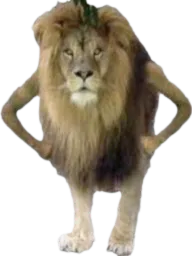 :Lion: