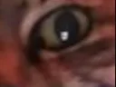 :chat_zoom_moitie2: