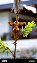:Christpoulet: