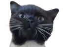 :Chat_mignon1: