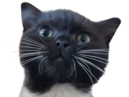 :Chat_mignon1: