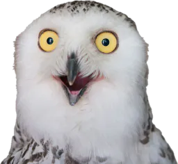 :HibouChoc: