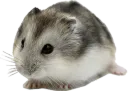 :hamster2con: