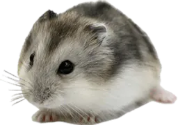 :hamster2con: