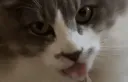:chatlicker: