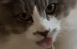 :chatlicker: