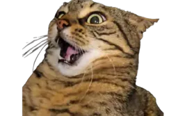 :whatcat: