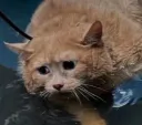 :chat-trauma2: