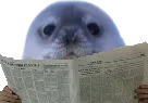 :phoque_journal: