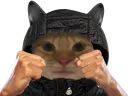 :chat_poings: