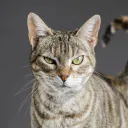 Schrodinger