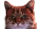 :chatzoom3: