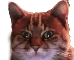 :chatzoom3: