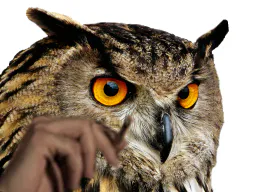 :hibou_fume_: