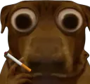 :teddicig: