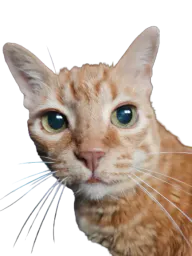:Chat_Paradesu1: