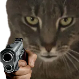 :Chat_flingue:
