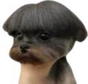 :Chiencoupe3: