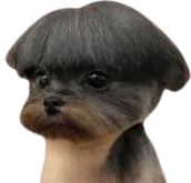 :Chiencoupe3: