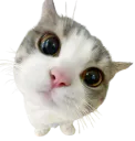 :Chatoucontent: