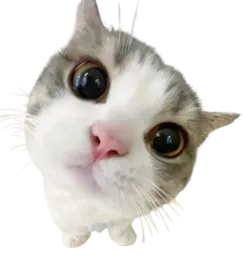 :Chatoucontent: