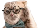 :Chat_lunette_:
