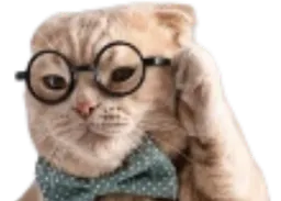 :Chat_lunette_:
