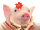 :princesse_cochon: