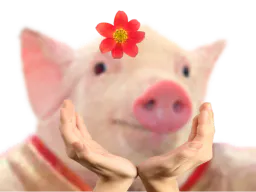 :princesse_cochon: