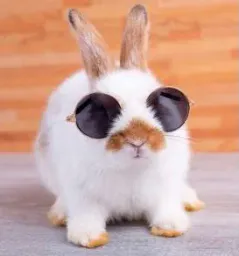 :Lapin_copain:
