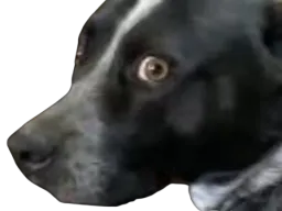 :chien_chokbar: